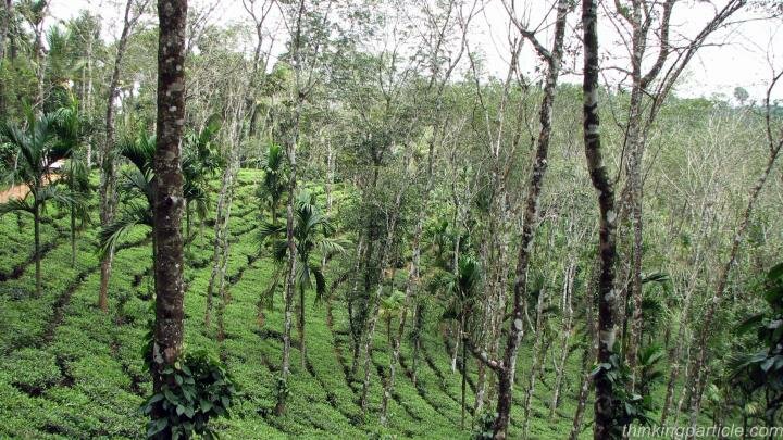 Tea plantation Meenmutty Waterfalls 